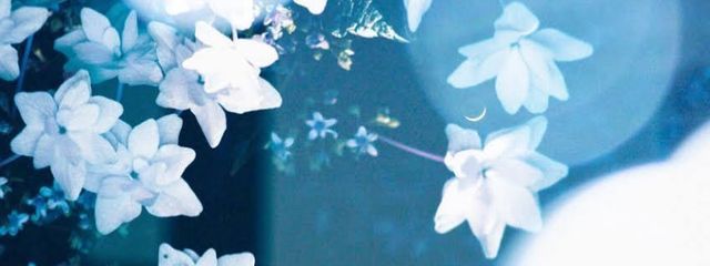 　Aliciaさんの壁紙画像