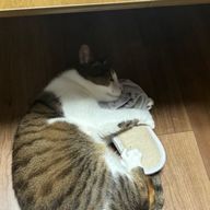 未來　菊唖　（ミライ　キクア）さんのアイコン画像