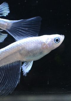 メダカのおせわ