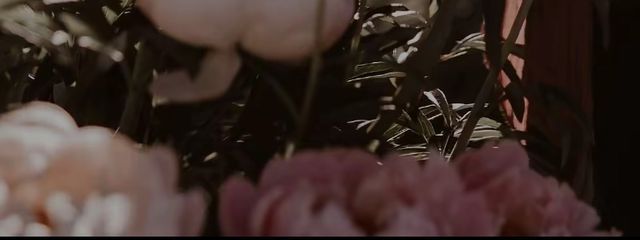 達観ノミさんの壁紙画像