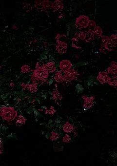 　　秘密の 花園