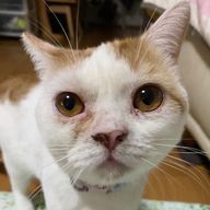 たままさんのアイコン画像