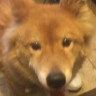 🐕狛犬愛好家🩵🍀さんのアイコン画像