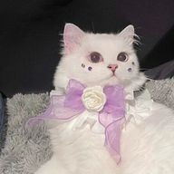 L I R Aさんのアイコン画像