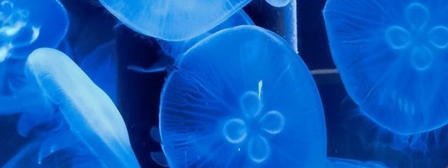 ＠るいさんの壁紙画像