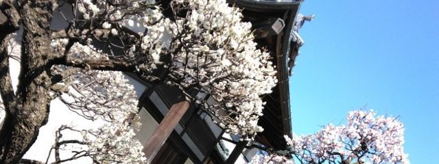 鈴音　ミツキ （しらす公爵のとこの副会長で〜す☆）さんの壁紙画像