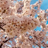 ♱⁺‧₊˚ ཐི⋆♱⋆ཋྀ ˚₊‧⁺♱さんのアイコン画像