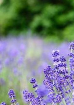   信子が国擬について語るだけ