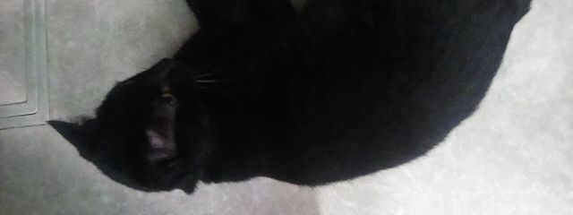 玲架(社不にゃんこ)さんの壁紙画像