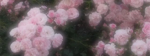 suiさんの壁紙画像