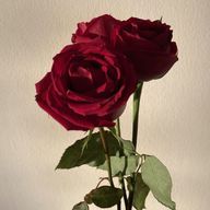 ついさんのアイコン画像