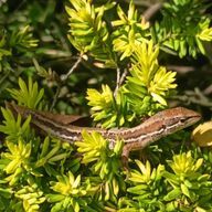 あるさんのアイコン画像