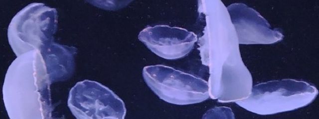 海月模様さんの壁紙画像