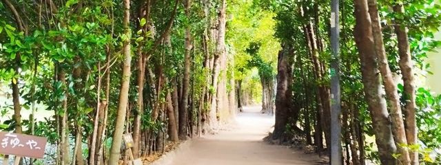 サファイアさんの壁紙画像