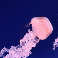 真宙さんのアイコン画像