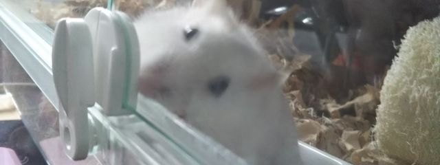 しろみさんの壁紙画像