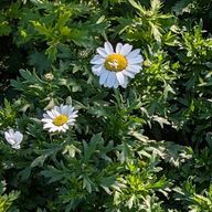 コアラ🐨さんのアイコン画像