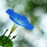 アサガオさんのアイコン画像