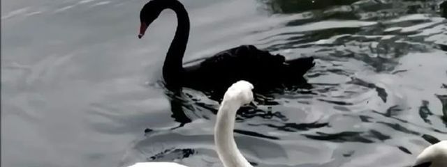 m i r e i 🕊️🔮さんの壁紙画像