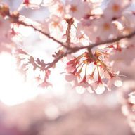 @𝙻𝚄𝙽𝙰_  フォロワー100人ありがとーっ​ᰔさんのアイコン画像