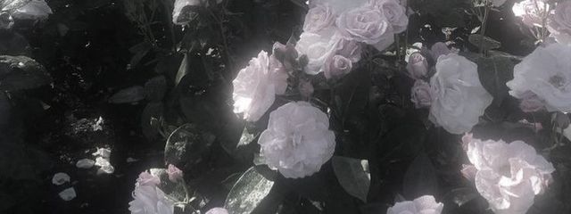 秦さんの壁紙画像