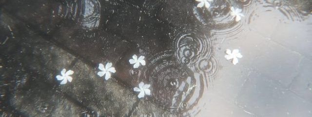 秦  てむさんの壁紙画像