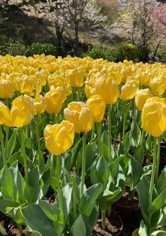 放課後のメロディー〜あの日の教室で恋をした。