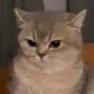ねこらぶさんのアイコン画像