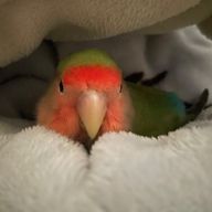 マナさんのアイコン画像