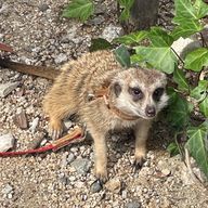  ruiyuriさんのアイコン画像