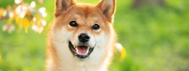 まめさんの壁紙画像