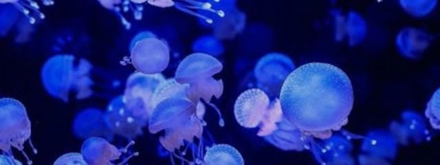 さめかむさかなさんの壁紙画像