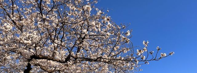 聖条てる　不定期投稿さんの壁紙画像