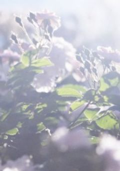 好きな人に振り向いてもらうまでの日記！