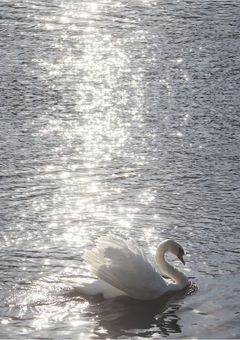 Swan Dance 🦢