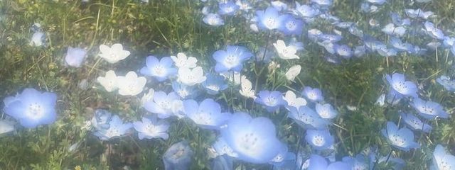 ｽ ｲ ﾅ .     さんの壁紙画像