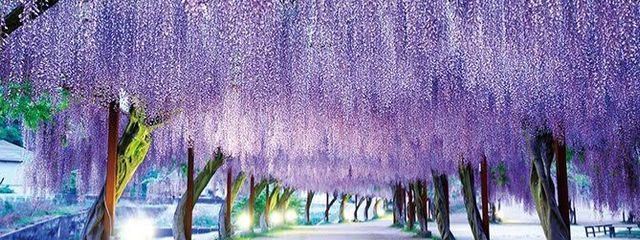 フューリーさんの壁紙画像