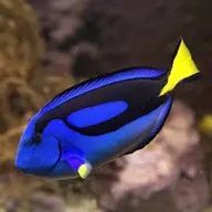 私は魚介の魚ですさんのアイコン画像