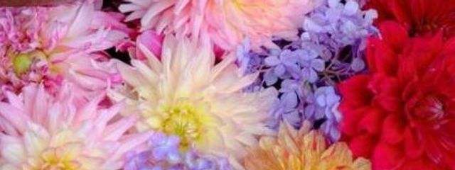 かぼちゃ猫さんの壁紙画像