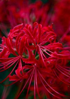 「死後の闘い、3つの勢力」