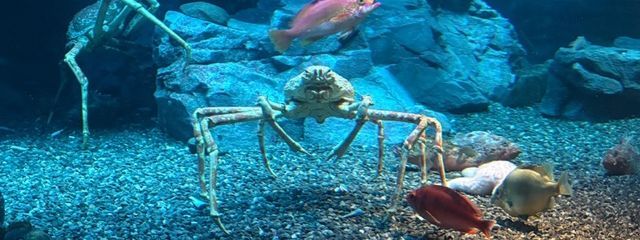 🥸さんの壁紙画像