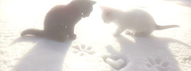 ｻ ﾗさんの壁紙画像