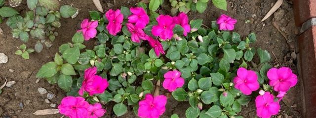 氷水あいるサブさんの壁紙画像