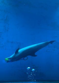 一度の人生何をするか