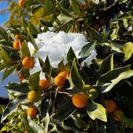 名無しの焼きさんのアイコン画像