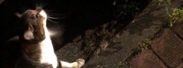 甜　宮　し　ゃ　る　_ 活動休止さんの壁紙画像