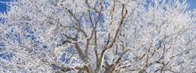 ブラックティラノさんの壁紙画像