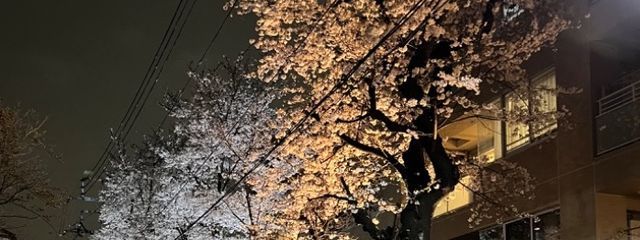 ファティさんの壁紙画像