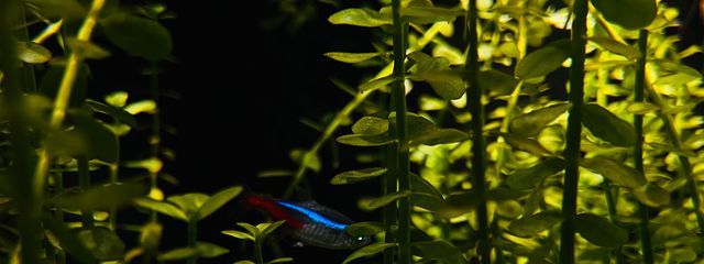 神咲 蕨 💙💭🎋さんの壁紙画像