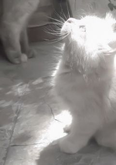 You can kiss me , ok ?